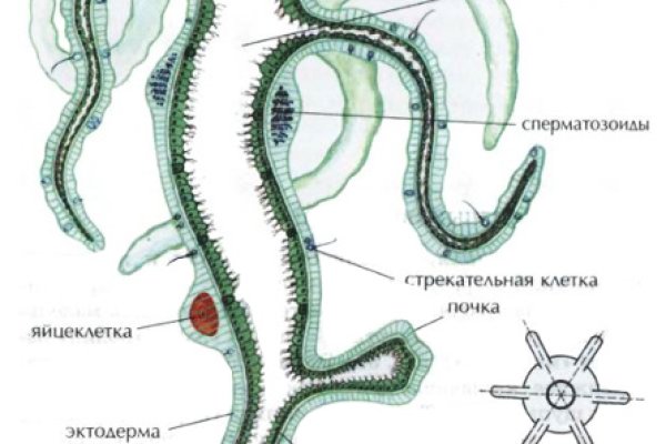 Кракен зеркало сегодня